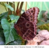 morpho peleides